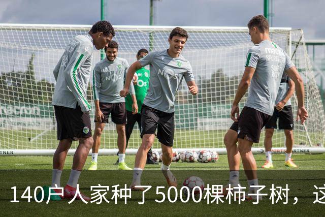 140户人家种了5000棵柿子树，这个浙江小村国庆6天来了8万人